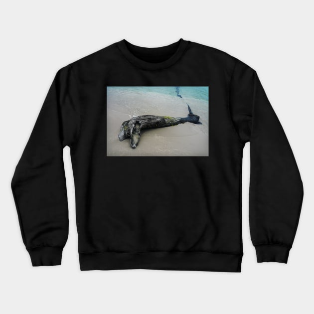 Driftwood Dolphin Crewneck Sweatshirt by rozmcq